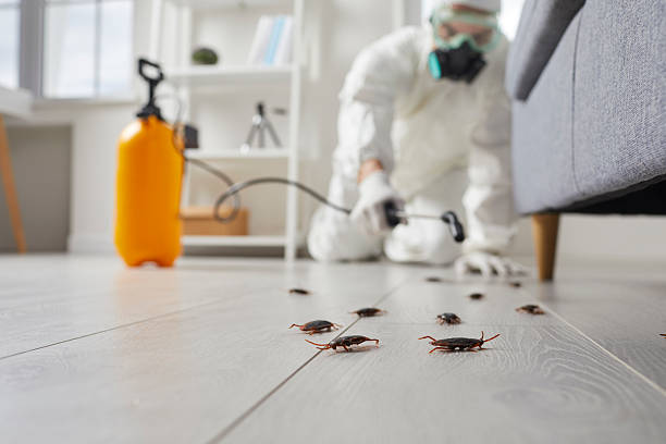 Post-Treatment Bed Bug Interceptor Monitoring in Oxnard